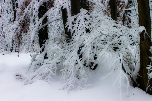 winter snow snowy landscape