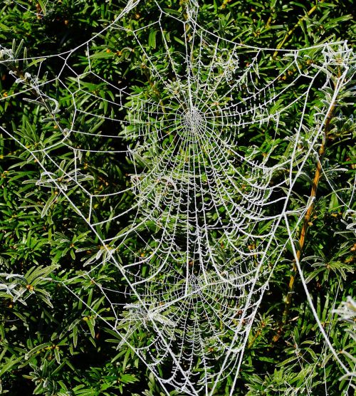 winter hedge cobwebs