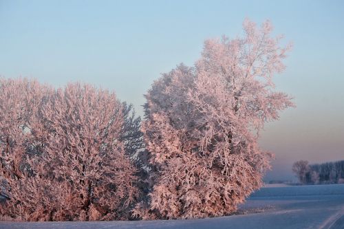 winter morning sun trees