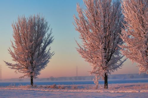 winter morning sun trees