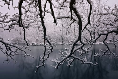 winter beauty snow