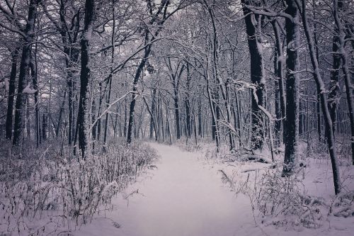 winter beauty snow