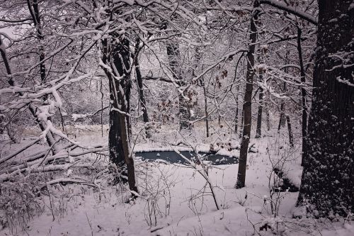 winter beauty snow