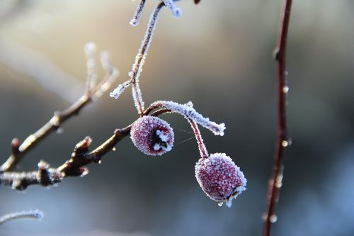 winter macro fruit