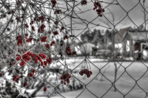 winter viburnum nature