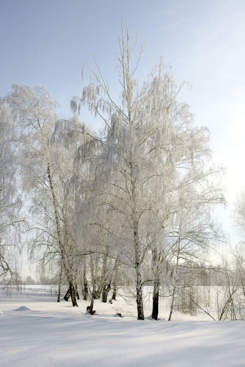 winter frost trees