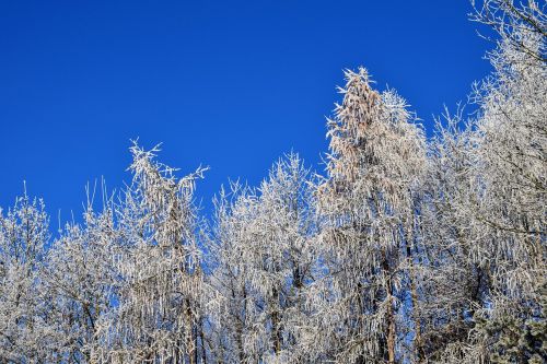 winter trees snow