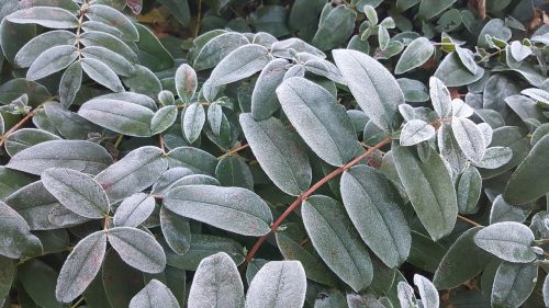 winter plant garden