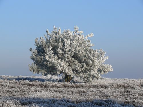 winter ripe frost