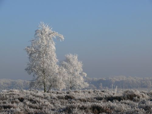 winter ripe frost