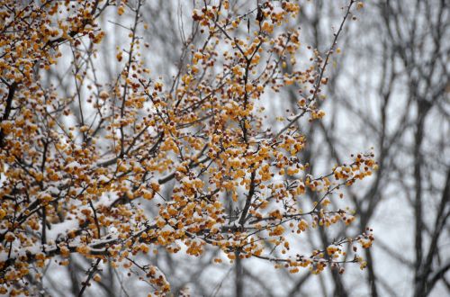 winter tree season