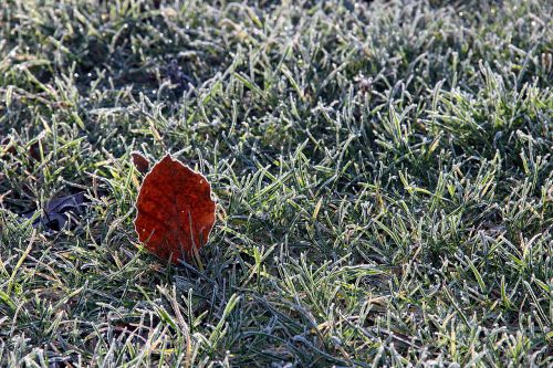 winter sheet nature