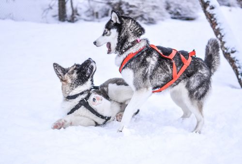 winter snow dogs