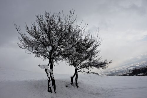 winter snow tree