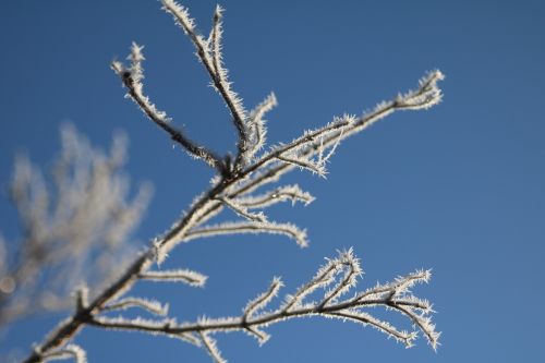 winter frost hoarfrost