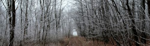winter forest privacy