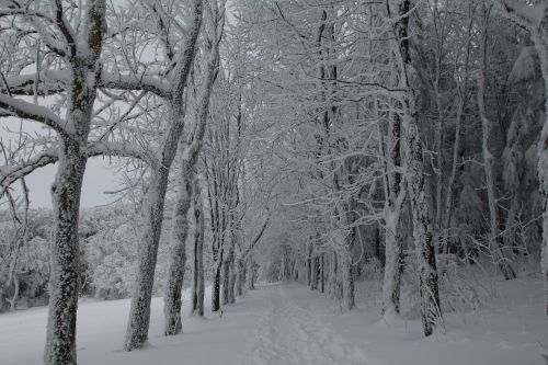 winter snow winter forest