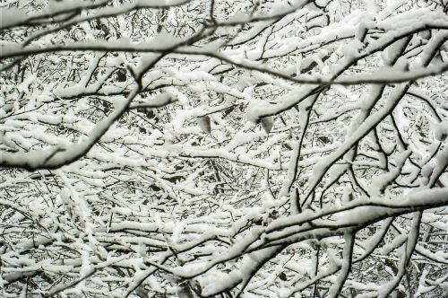 winter snow trees