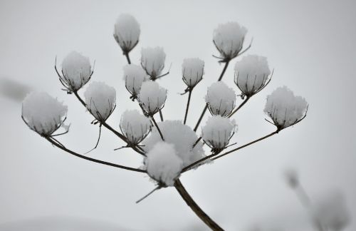 winter landscape snow