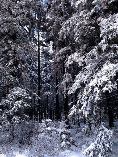 winter snow nature