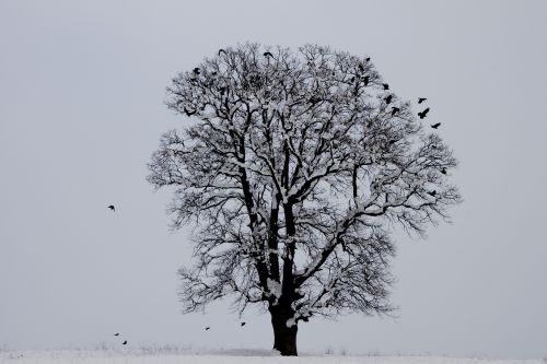 winter bird tree