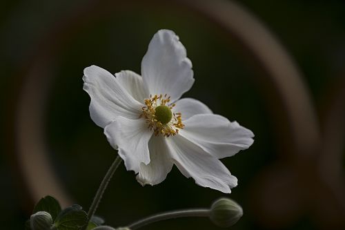 winter garden rose