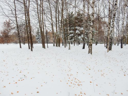 winter nature landscape