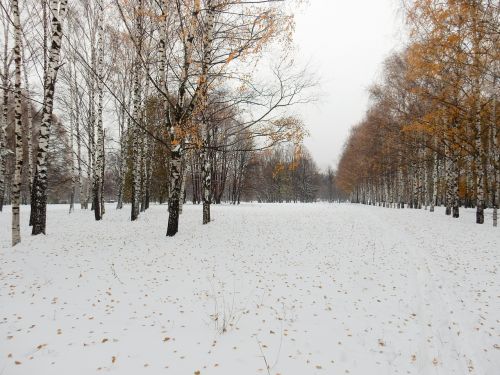 winter autumn trees