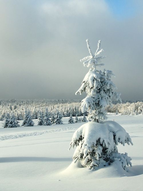 winter sapling christmas landscape