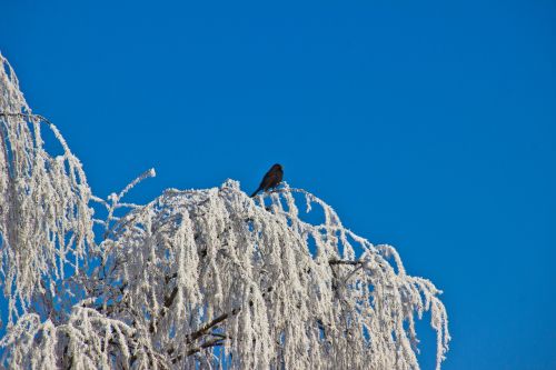 winter hoarfrost bird