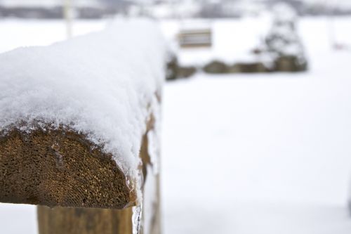 winter snow cedar