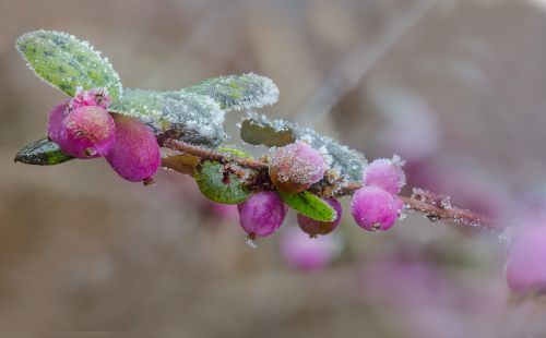 winter macro frost