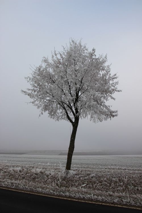 winter ice tree