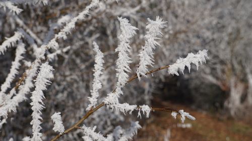 winter eiskristalle frozen