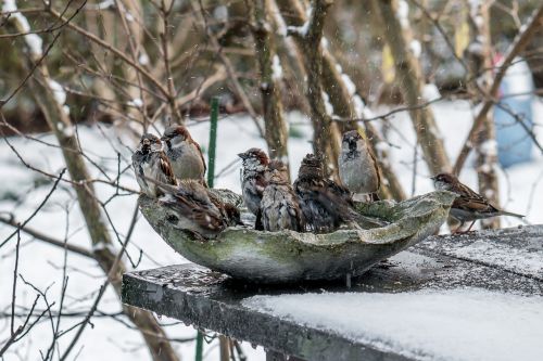 winter birds sparrows