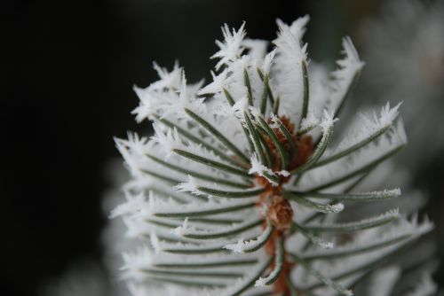 winter wood nature