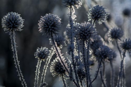 winter wintry nature
