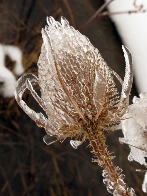 winter wintry frost