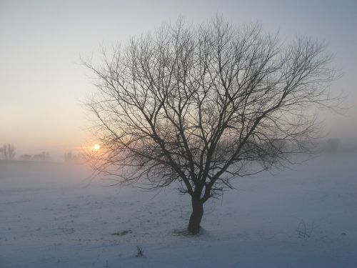 winter fog mysterious