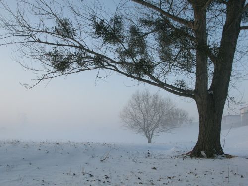 winter fog mysterious