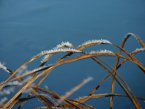 winter lake reed