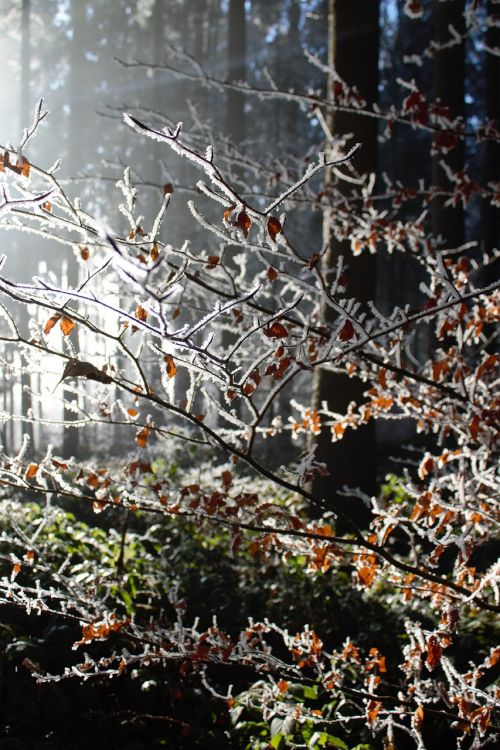 winter forest snow