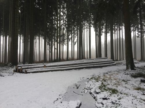 winter forest snowy