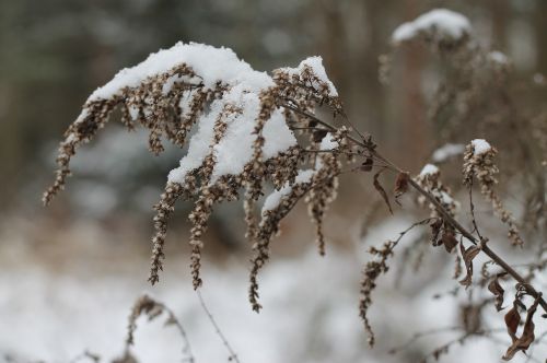 winter czech republic frost