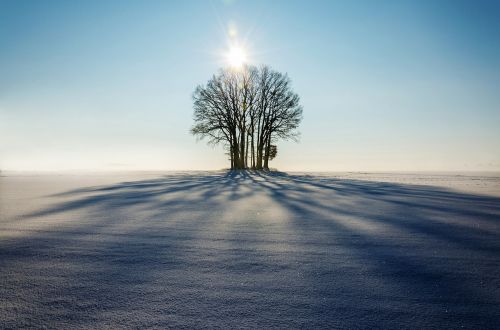 winter landscape tree