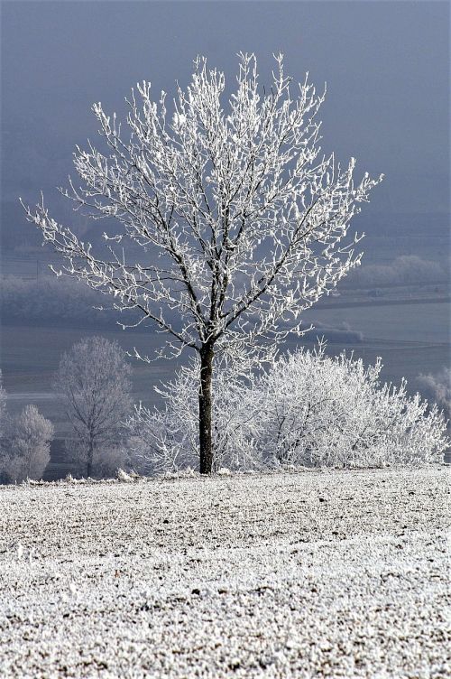 winter tree with snow wintry