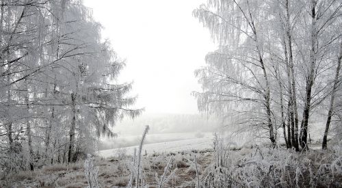 winter landscape view