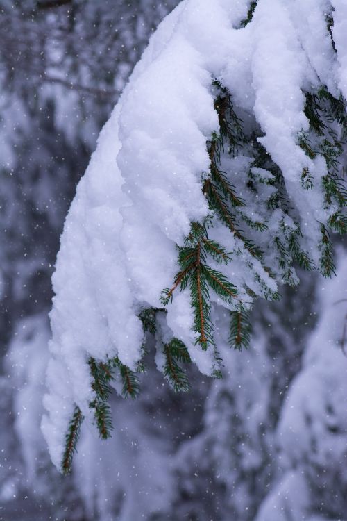 winter branches conifers