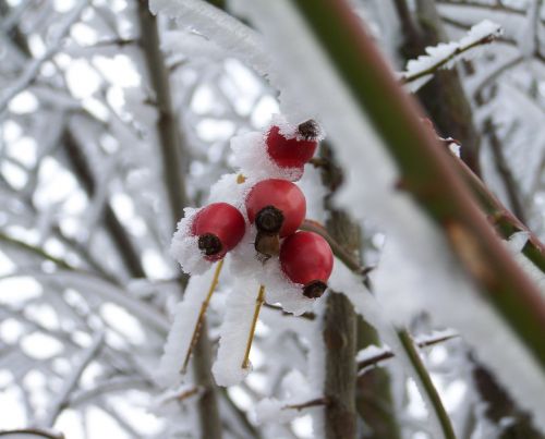 winter frosted rose hips rimy