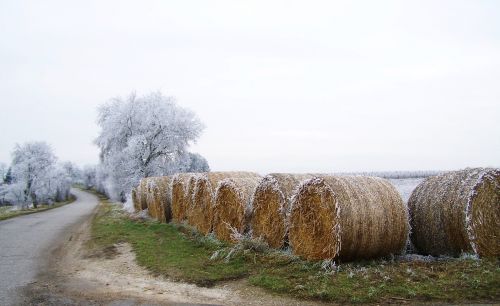 winter hoary rimy